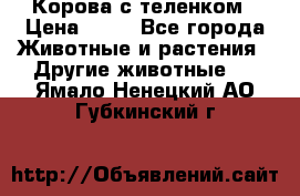 Корова с теленком › Цена ­ 69 - Все города Животные и растения » Другие животные   . Ямало-Ненецкий АО,Губкинский г.